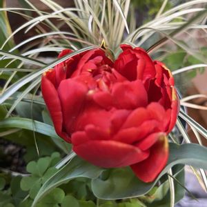 小さな庭の画像