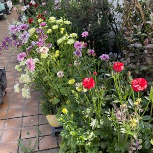 ラナンキュラス　ラックス,ラナンキュラスラックス,GSのみなさんに感謝♡,猫好き,千葉県の画像