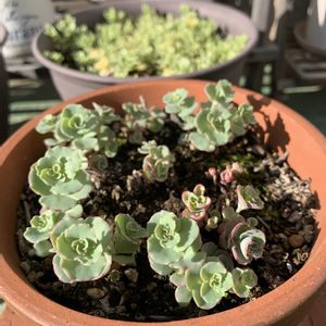 ミセバヤ,花のある暮らし,癒される♡,日日是好日,ベランダの画像