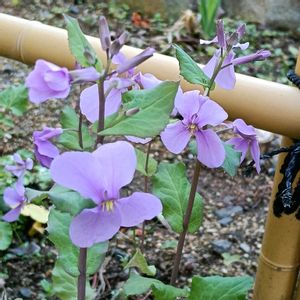 小さな庭,庭の画像