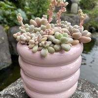 だるま秀麗,多肉植物,お花は癒し,花が好き❤,☆携帯撮影☆の画像