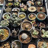 サボテン,多肉植物,メセン,日光浴,多肉植物とサボテンの画像