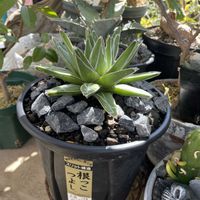 アガベ　笹の雪,根っこつよしｸﾝ,プレステラ120深,植え替え,アガベ属の画像