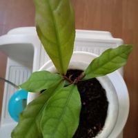 サガリバナ,東北人花の会,チーム魔女っ子,8日は葉っぱの発表会,ほんわか♥️ほんのりの画像