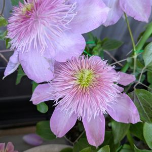 クレマチス カイゼル,おうち園芸,ベランダの画像