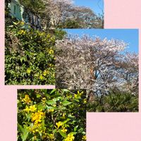 ツルニチニチソウ,アガベ,ベニバナトキワマンサク,カロライナ ジャスミン,GSのみなさんに感謝♡の画像