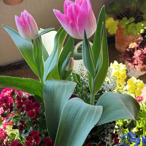 チューリップ・バラードレディ,花の大和,地道にコツコツ,島根県松江市,いない松江春日店の画像