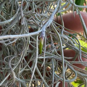 チランジア,エアプランツの画像