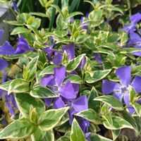 ツルニチニチソウ,開花,紫の花,うれしい！,庭パトの画像