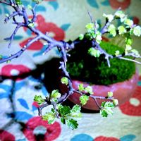 コナラ,小藤,イタドリ,斑入りニレケヤキ,シルバープリペッド（洋種イボタ）の画像