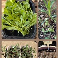 コキア,コキア,バジル,バジル,日々草の画像