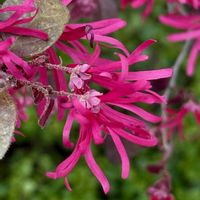 ベニバナ,ベニバナトキワマンサク,花壇,マンサク科,赤ピンク系の画像