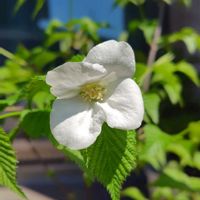 シコンノボタン,シロヤマブキ,多肉植物いろいろの画像