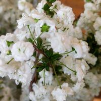 小品盆栽,庭木,収穫,生け花,道の駅の画像