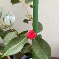 キンモクセイ,アスパラガス,ネギ,椿 つばき,テラスの画像