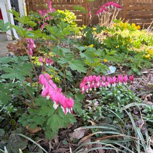 チューリップ,クレマチス モンタナ,タイツリソウ（ケマンソウ）,キモクレン.の画像