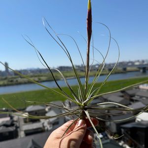 チランジア,エアプランツの画像