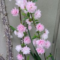 スノーフレーク,ポインセチア,薔薇,庭桜,コノテガシワ（児の手柏）の画像