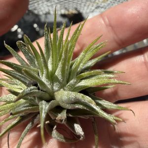 チランジア,イオナンタ,エアプランツの画像