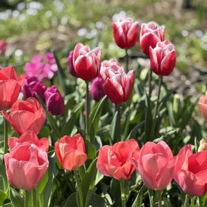 チューリップ,水仙,畑の画像