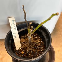 ポインセチアの画像