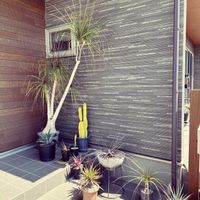 トックリラン,柱サボテン,柱サボテン,アガベ アメリカーナ,レッドユッカ(ヘスペラロエ パルビフローラ)の画像