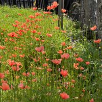 ハナニラ,ツルニチニチソウ,ツキヌキニンドウ,ナガミノヒナゲシ,カナメモチ（多分レッドロビンかな？）の画像