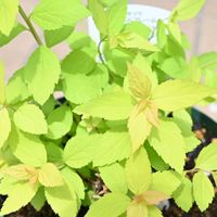 シモツケ ,シモツケゴールドフレームの画像