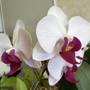 ガーデニング,花のある暮らし,ナチュラルスタイル,おうち園芸,キッチンの画像