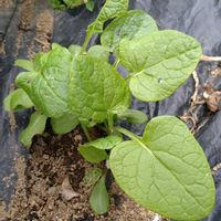 ゴボウ,芽吹き,モニター,PR,無農薬栽培の画像