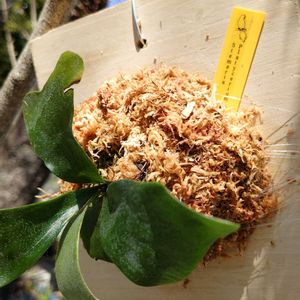 ビカクシダ,ビカクシダステマリアの画像