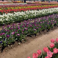 オブツーサ,サボテン,チューリップ,ハオルチア オブツーサ,可愛いの画像