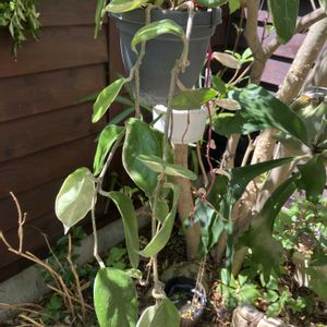 ホヤ・カルノーサ,サクララン,多肉植物,塊根植物,ホヤの画像