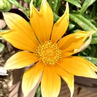 ガザニア,サボテン,ツバキ,朧月,バニーカクタスの画像