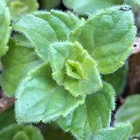 カラミンサ,8日は葉っぱの発表会,ほんわか♥️ほんのり,花咲く乙女たち♡,庭の画像