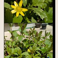 チューリップ,ヒメリュウキンカ,フジバカマ,リキュウバイ,ヒューケラ ゴールデンゼブラの画像