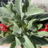 ラムズイヤー,ジュリアン,八重咲きチューリップ,緑のある暮らし,可愛いお花の画像