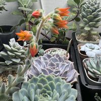 セトーサ,エケベリア属の画像