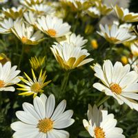 キララ,オステオスペルマム キララ,サントリー フラワーズ,花と生きるサントリー,サンフラマニアの画像