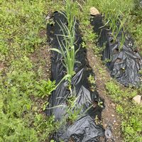 サボテン,すみれ丸,ニンニク,ヤブヘビイチゴ,マミラリア ピコの画像