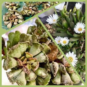 楊貴妃の扇,楊貴妃の扇,デロスペルマ属 細雪,多肉のカット苗,カット苗の画像