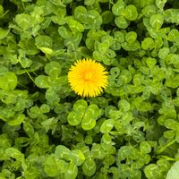 四つ葉のクローバー,タンポポ,会社,隣の空き地,キュンキュン乙女倶楽部の画像