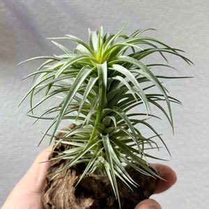 エアープランツ,ティランジア,アエラントス　ドワーフ,エアプランツ,着生植物の画像