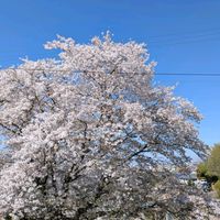 万両,桜の画像