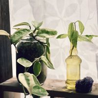 ホヤ・カルノーサ,ピレア,観葉植物,ハイドロカルチャー,ホヤの画像