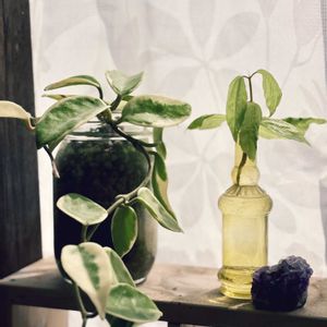 ホヤ・カルノーサ,ピレア,観葉植物,ハイドロカルチャー,ホヤの画像