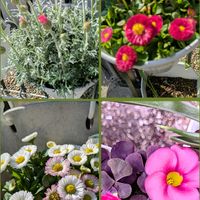 オキザリス,デージー,デージー,ムスカリ,ローダンセマムの画像