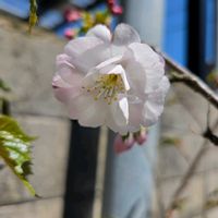 シラン,スイセン,ナナカマド,ムスカリ,リンドウの画像