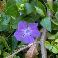 ツルニチニチソウの画像