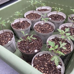 トマト,ナス,サツマイモ,育苗中,ガーデニングクラブの画像